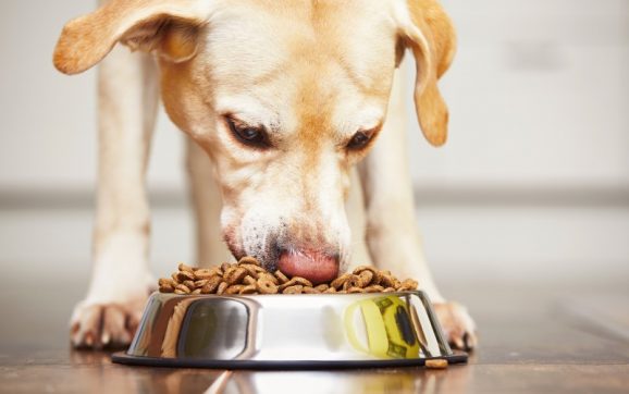 How to Choose the Best Dog Food