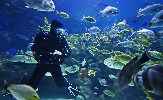 Plan Your Underwater Adventure so That You Stay Safe While Diving