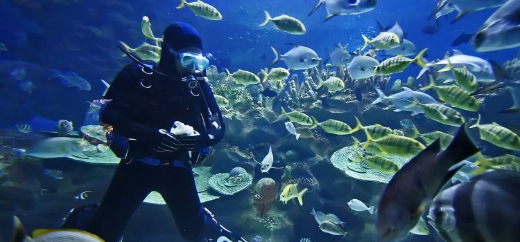 Plan Your Underwater Adventure so That You Stay Safe While Diving