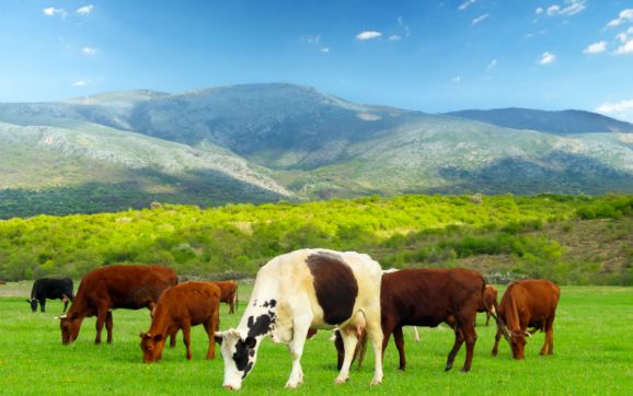 Think Certified and Well-bred Angus Bulls When Looking for Bull Calves for Sale