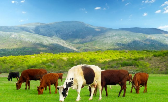 Vital Reasons to Buy Bred Cows for Sale from a Reputable Beef Rancher