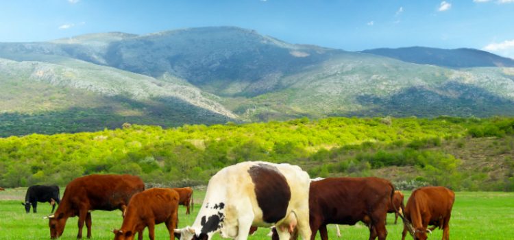 Vital Reasons to Buy Bred Cows for Sale from a Reputable Beef Rancher