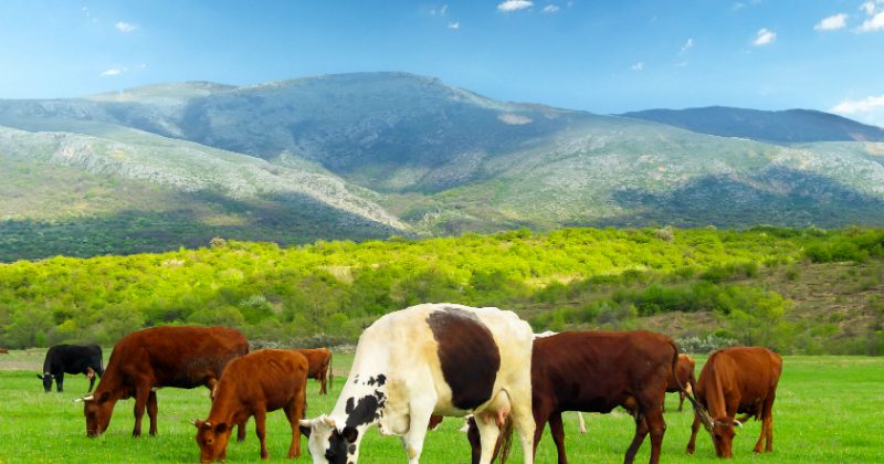 Think Certified and Well-bred Angus Bulls When Looking for Bull Calves for Sale