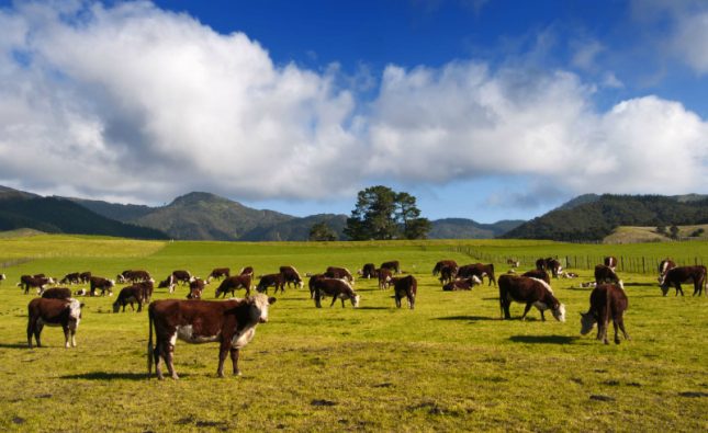 Purchase Cattle from Trustworthy Farmers with Decades of Experience