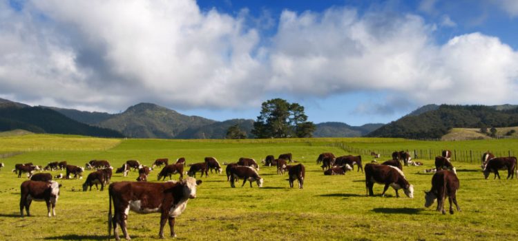 Purchase Cattle from Trustworthy Farmers with Decades of Experience