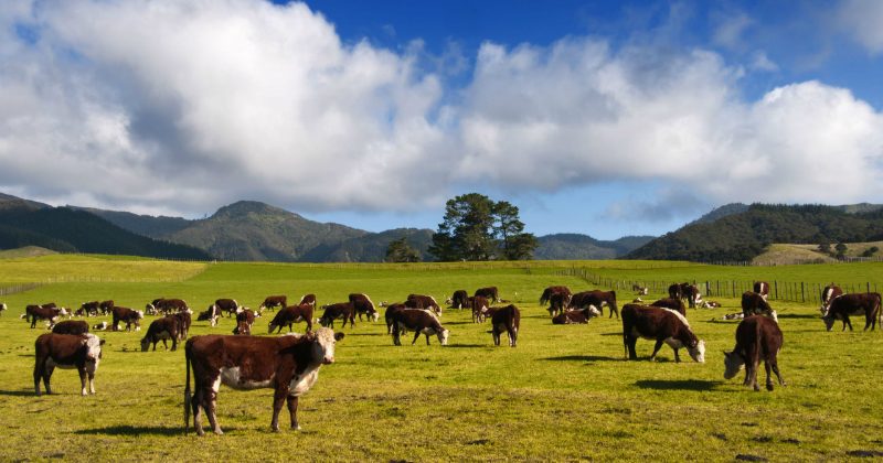 Purchase Cattle from Trustworthy Farmers with Decades of Experience
