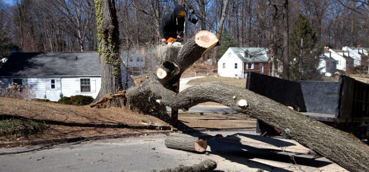 What to Expect from Professional Storm Damage Clean Up in South Bend, IN