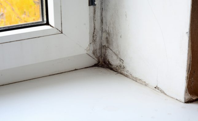 Signs That You Need a Black Mold Specialist in Gainesville, FL