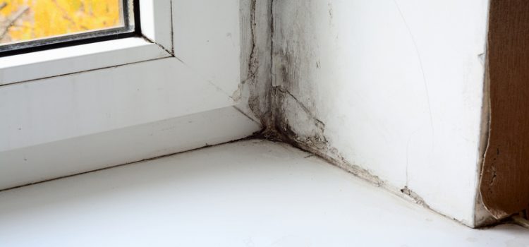 Signs That You Need a Black Mold Specialist in Gainesville, FL