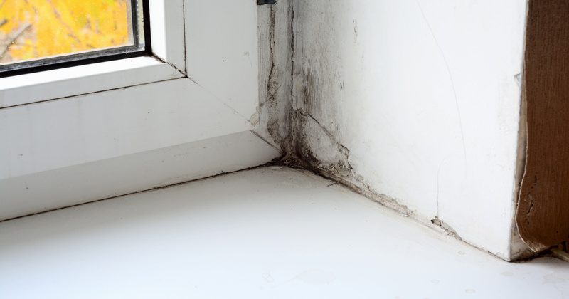 Signs That You Need a Black Mold Specialist in Gainesville, FL