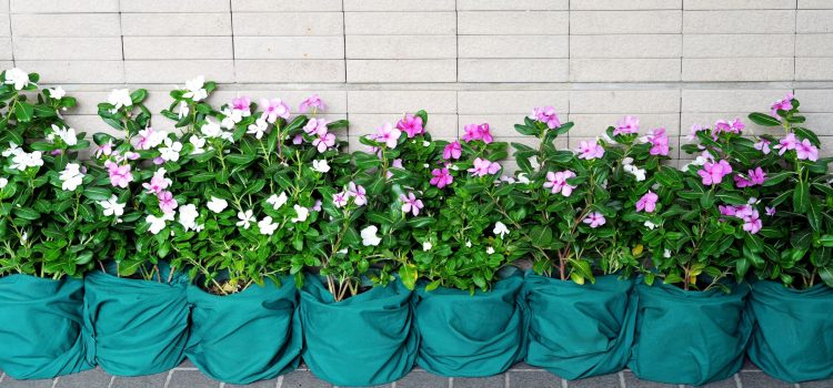 Bring the Outside In with the Help of an Interior Plant Service in Miami