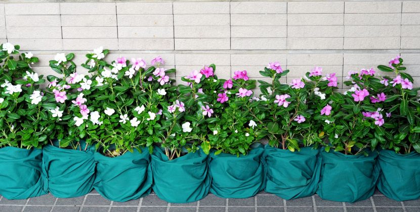 Bring the Outside In with the Help of an Interior Plant Service in Miami