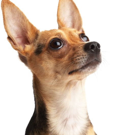 Unleash the Savings: Discover the Best Cheap Dog Subscription Boxes