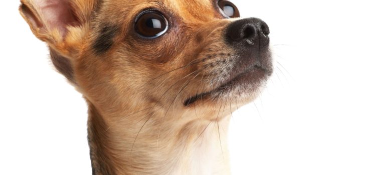 Unleash the Savings: Discover the Best Cheap Dog Subscription Boxes