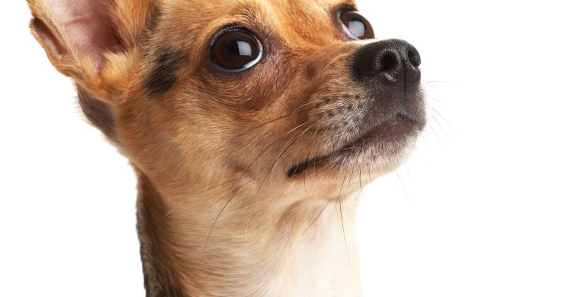 Unleash the Savings: Discover the Best Cheap Dog Subscription Boxes
