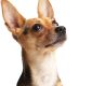 Unleash the Savings: Discover the Best Cheap Dog Subscription Boxes