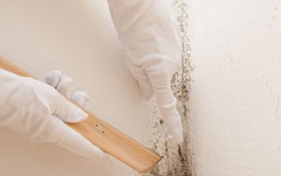 Restore Home Comfort and Safety through Mold Remediation in Elmhurst, IL